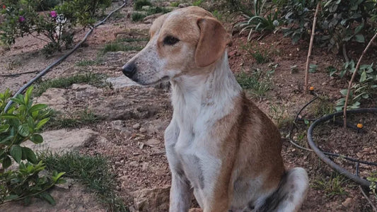 A Nala e a Casa Abrigo da Nala