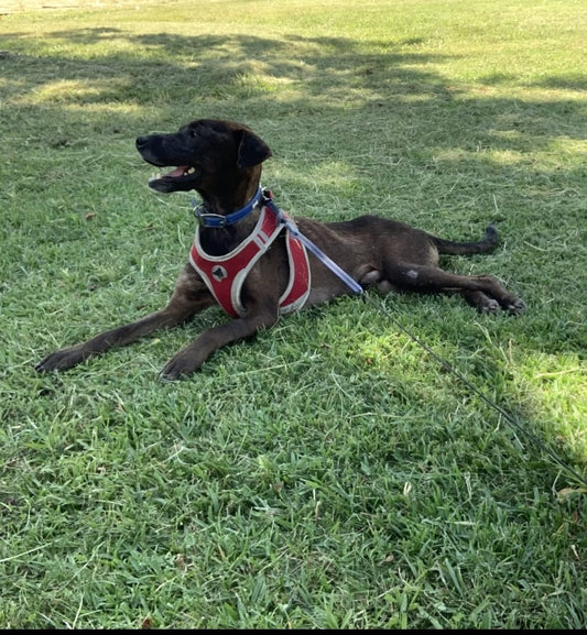 O Hieno e a sua nova Vida